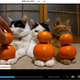 Image for article titled Rejoice! Society Finally Has the 24-Hour All Cat Channel It Deserves